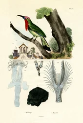 Punapartainen Pihiläissyöjä, 1833-39